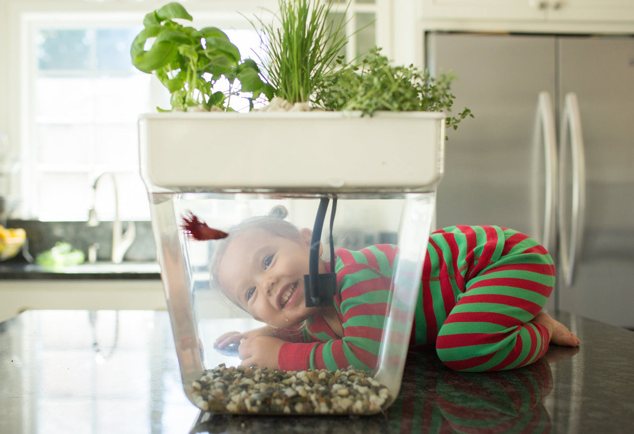The Urban Homesteader Gift Set - Back to the Roots