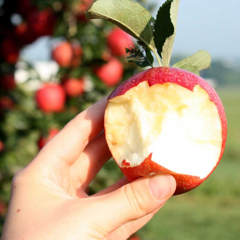 Kauffman Orchards Simply Cinnamon Applesauce, No Sugar Added, Made in Small Batches, 17 oz - Pack of 6