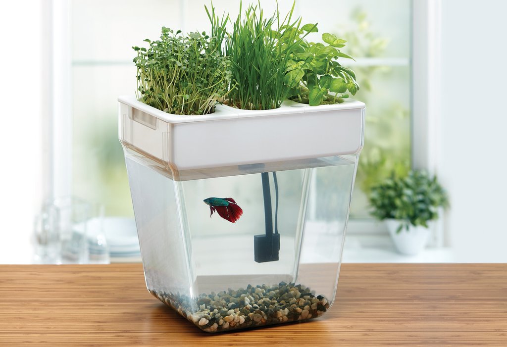 Water Garden 2.0 - Back to the Roots - self watering fish tank