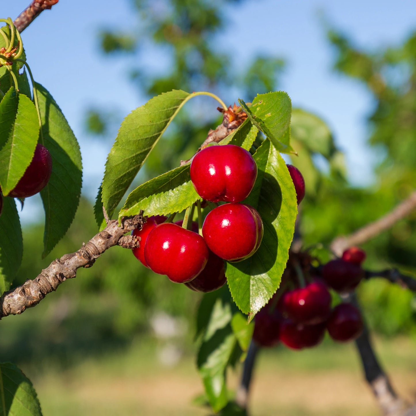 Organic Cherries- 5 lb