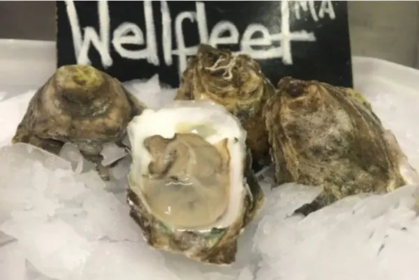 Live Fresh Wellfleet Oysters - 1 Dozen