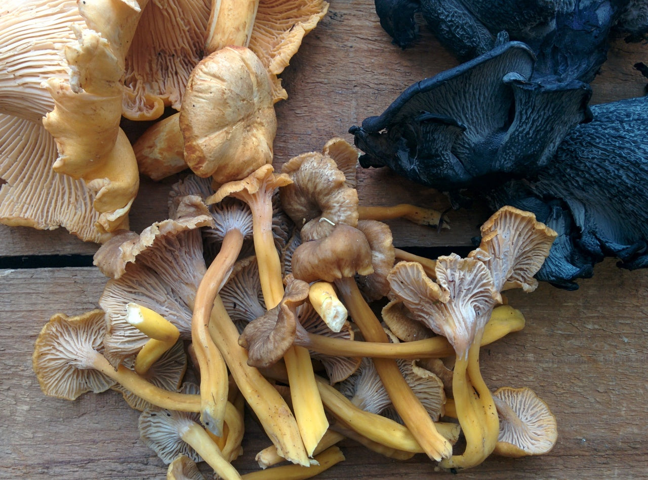 Fresh Wild Black Trumpet Mushrooms - priced per pound