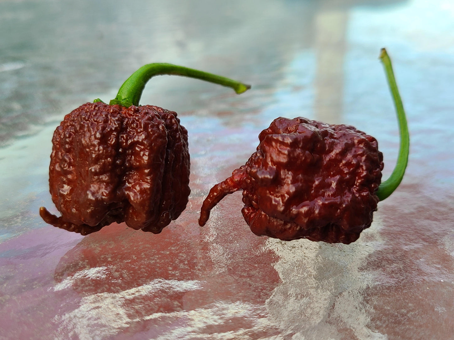 Carolina Reaper Chocolate Fudge Brownie - devilishly burns your taste buds!! HOT!!