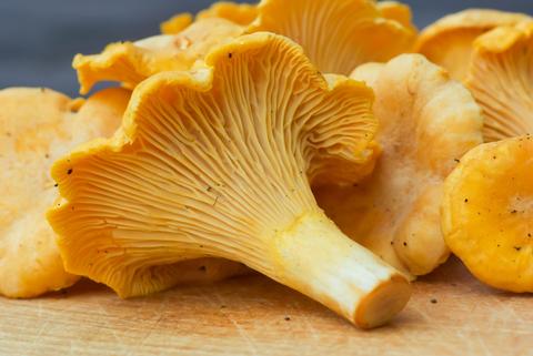 Fresh Golden Chanterelle Mushrooms - priced per pound
