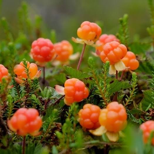 Close-up of bright  cloudberries growing among green foliage in a natural outdoor setting.