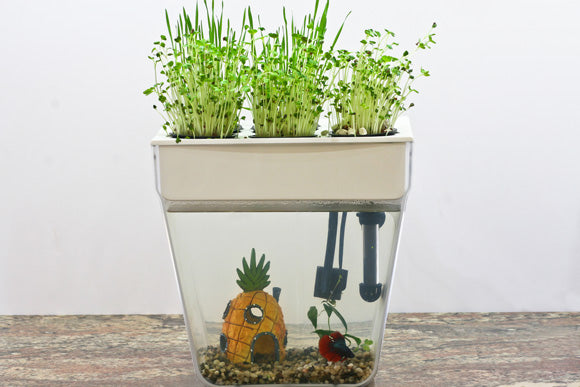 Water Garden 2.0 - Back to the Roots - self watering fish tank