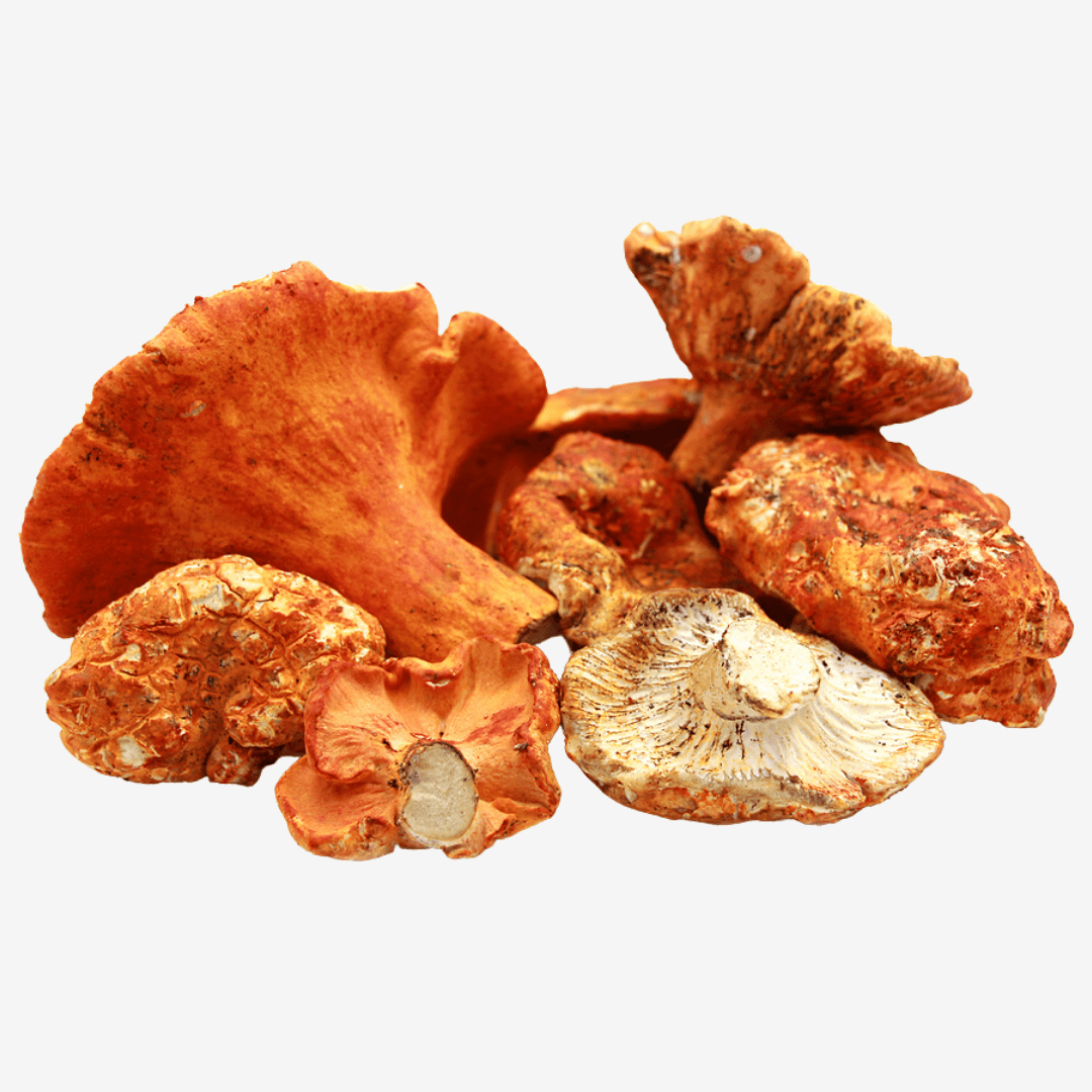 Fresh Lobster Mushrooms – Wild Foraged