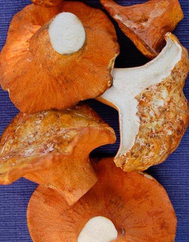 Fresh Lobster Mushrooms – Wild Foraged