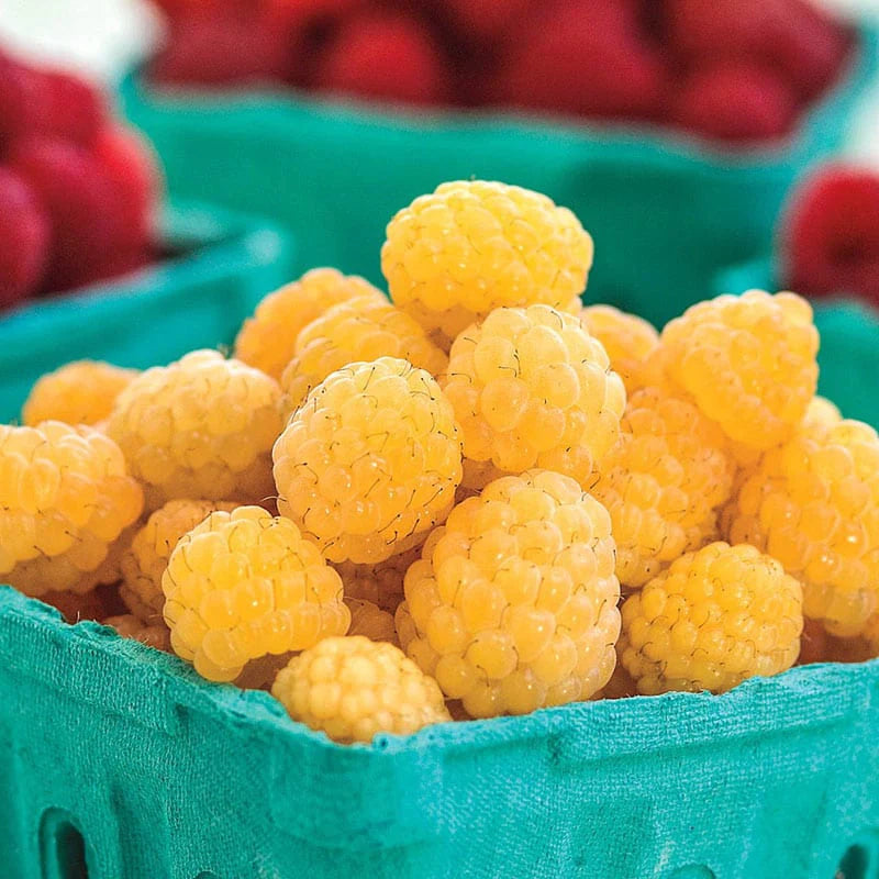 Fresh Frozen Organic Golden Raspberries