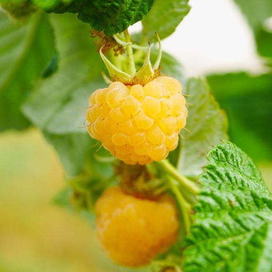 Fresh Frozen Organic Golden Raspberries