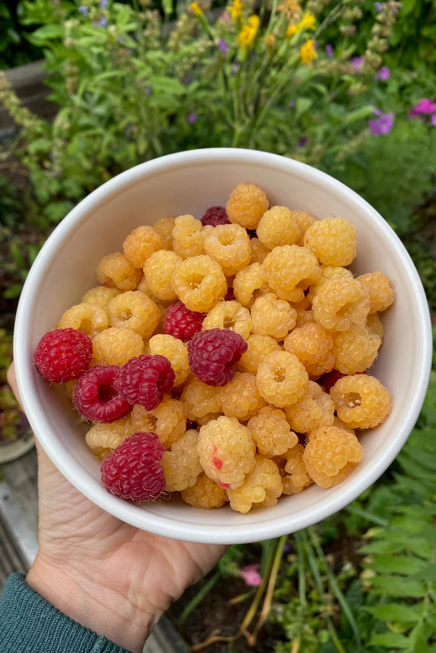 Fresh Frozen Organic Golden Raspberries