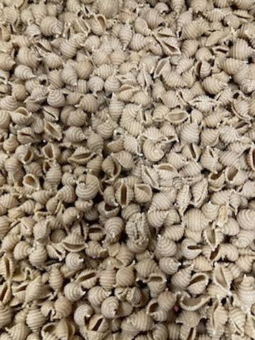 Sprouted Spelt Sourdough Shell Pasta
