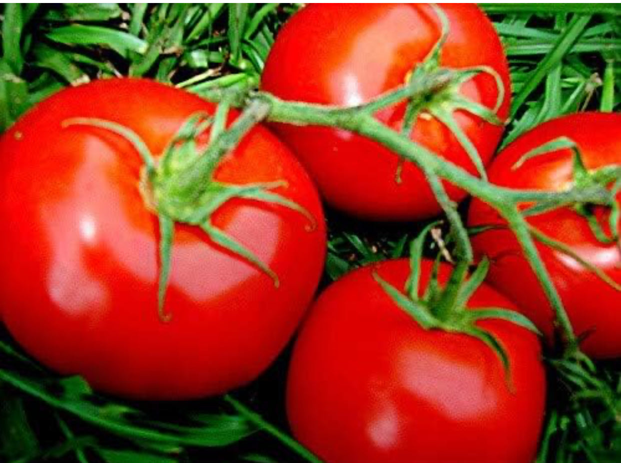 Fresh Organic Stem Tomatoes - 1 lb