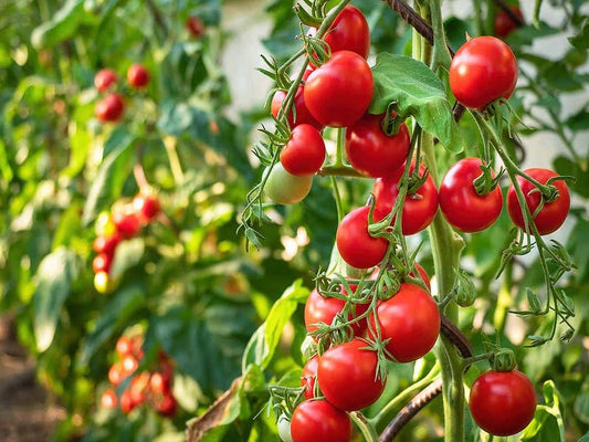 Fresh Organic Stem Tomatoes - 1 lb