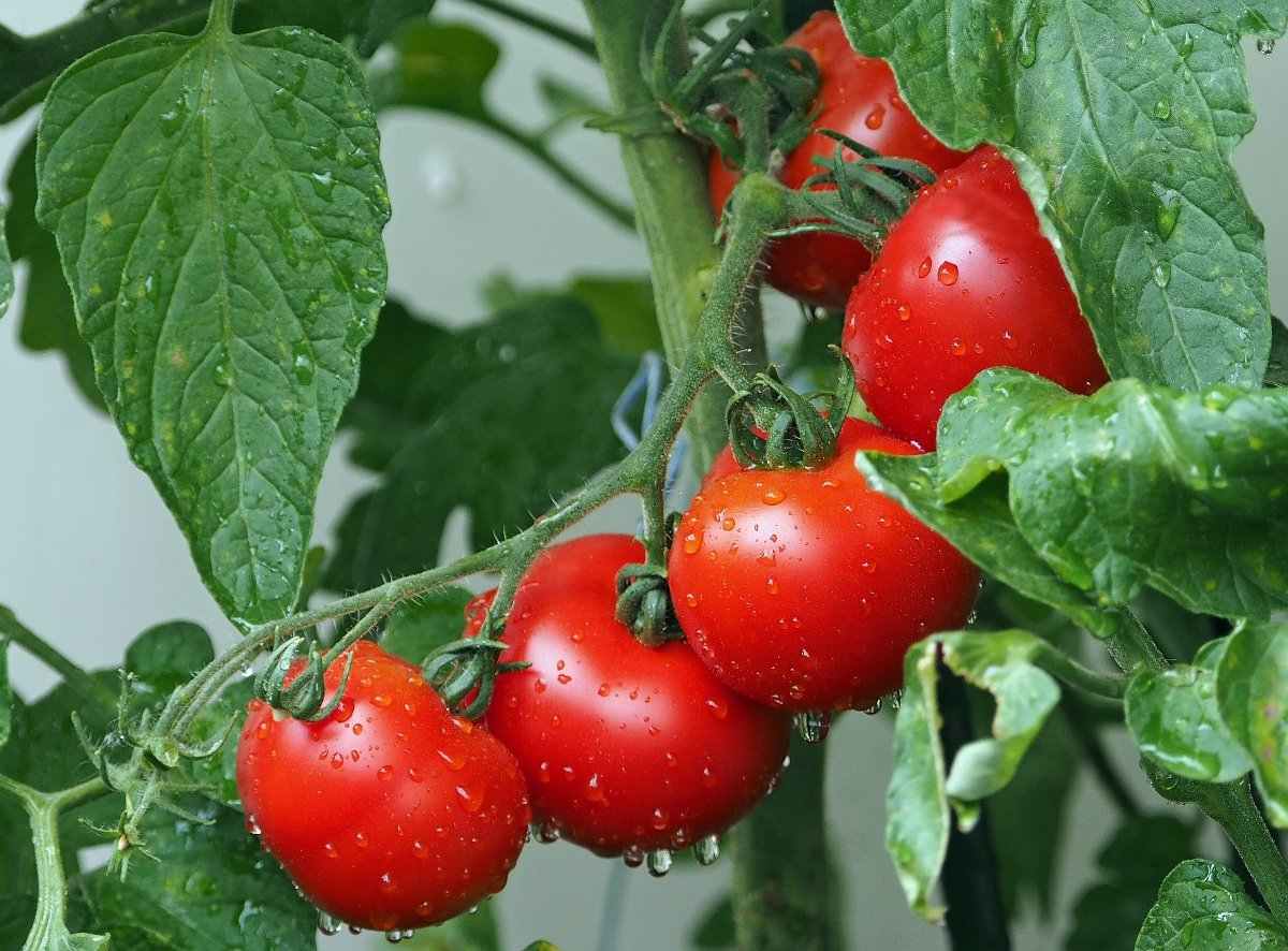 Fresh Organic Stem Tomatoes - 1 lb