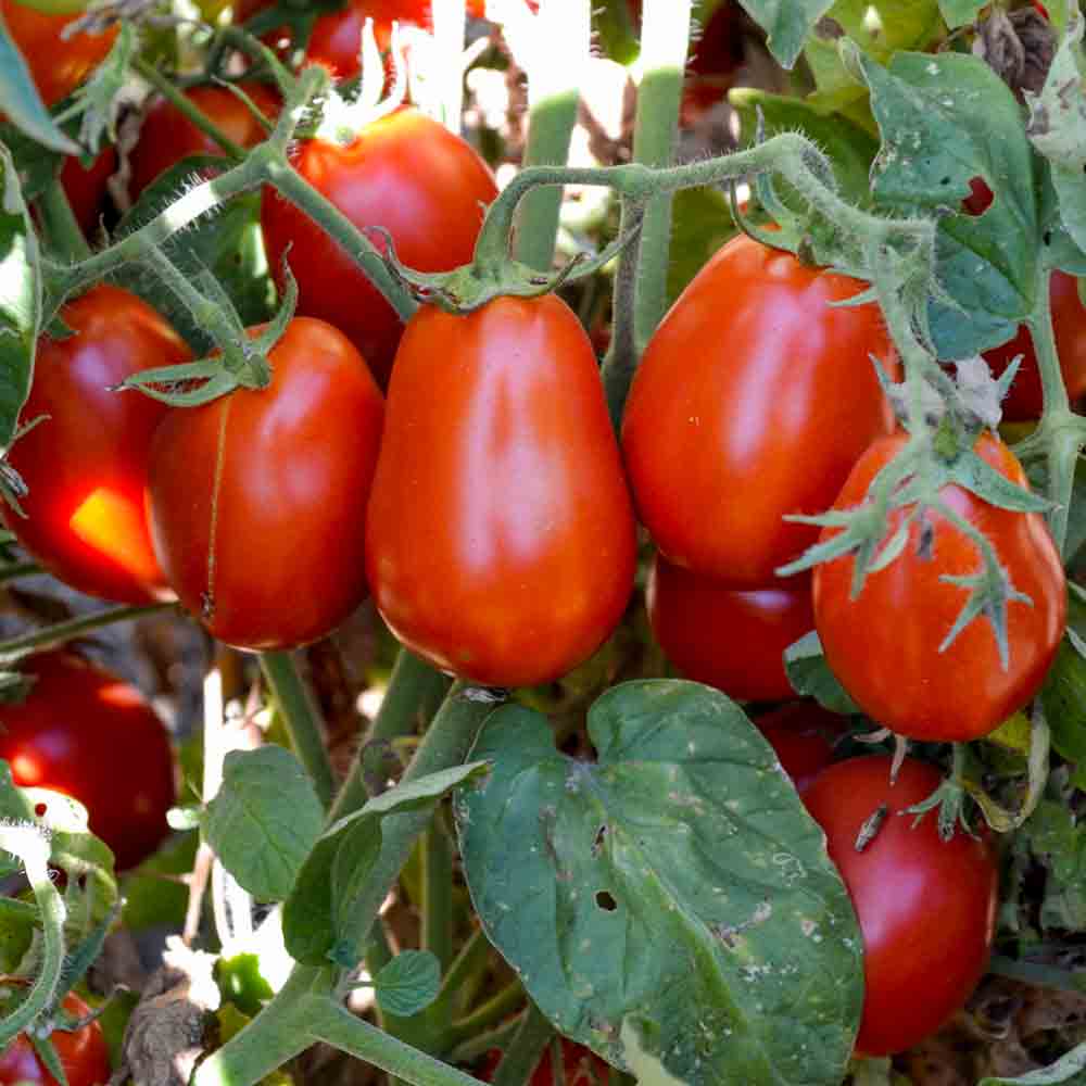Fresh Organic Roma Tomatoes - 1 lb
