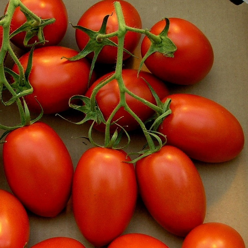 Fresh Organic Roma Tomatoes - 1 lb