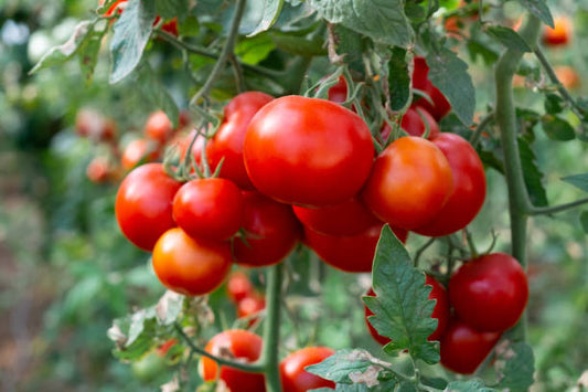 Fresh Organic Greenhouse Red On The Vine Tomatoes - 1 lb