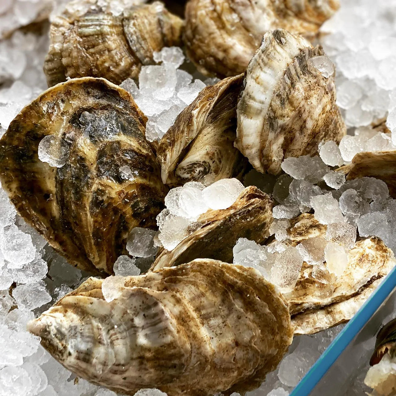 Raspberry Point Oysters - includes 50