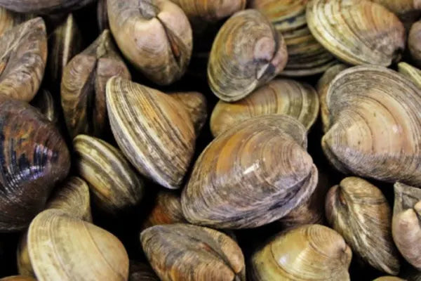 Live Fresh Countneck Clams - 2 lb